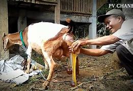 Kambing Melahirkan Kembar Belajar Bermain Dengan Anak